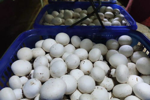 9位鄉(xiāng)鎮(zhèn)代言人首秀，誰是你心中的最佳人選？聚焦振球風采